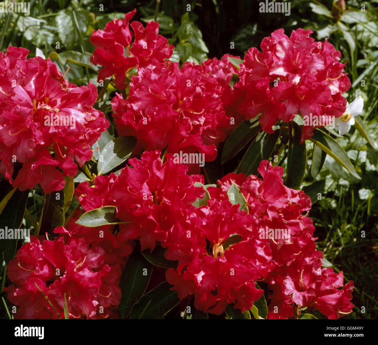 Rhododendron - `The Hon Jean Marie de Montague' AGM   RHO044628 Stock Photo